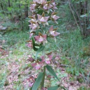 Photographie n°691516 du taxon Epipactis atrorubens (Hoffm.) Besser [1809]