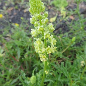 Photographie n°691517 du taxon Reseda lutea L. [1753]