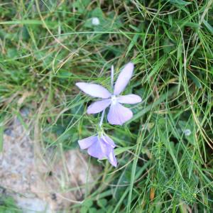 Photographie n°691525 du taxon Viola cornuta L. [1763]