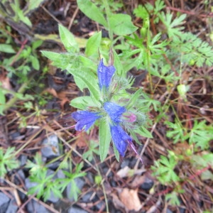 Photographie n°691527 du taxon Echium vulgare L. [1753]