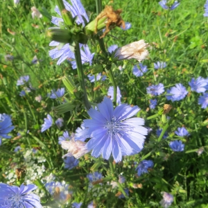 Photographie n°691531 du taxon Cichorium intybus L. [1753]