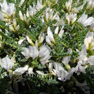 Photographie n°691575 du taxon Astragalus genargenteus Moris [2006]