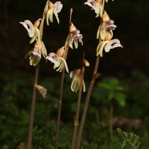 Photographie n°691593 du taxon Epipogium aphyllum Sw. [1814]