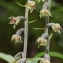  Philippe Thomas - Epipactis microphylla (Ehrh.) Sw. [1800]