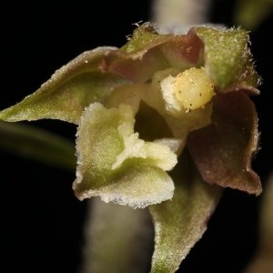 Epipactis latifolia subsp. microphylla (Ehrh.) Bonnier & Layens (Épipactis à petites feuilles)