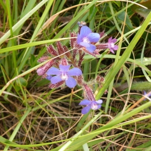 Photographie n°692233 du taxon Anchusa italica Retz. [1779]