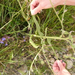 Photographie n°692234 du taxon Anchusa italica Retz. [1779]