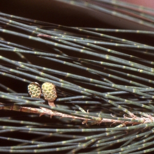 Casuarina equisetifolia auct. (Pin d'Australie)