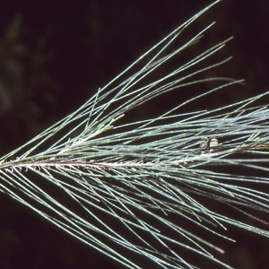 Photographie n°692431 du taxon Casuarina equisetifolia auct.