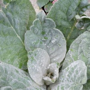 Photographie n°692439 du taxon Verbascum L. [1753]