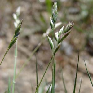  - Danthonia decumbens (L.) DC. [1805]