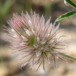 Photographie n°692516 du taxon Trifolium arvense L. [1753]