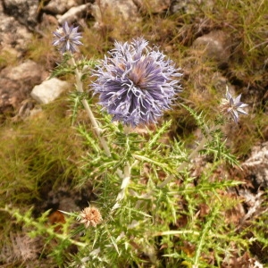 Photographie n°692524 du taxon Echinops ritro L. [1753]