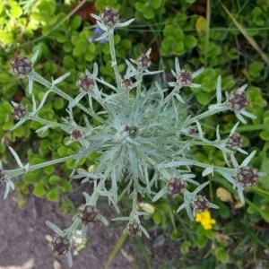 Photographie n°692542 du taxon Centaurea maculosa Lam. [1785]
