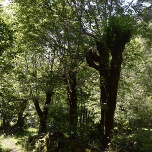 Photographie n°692635 du taxon Fraxinus excelsior L. [1753]