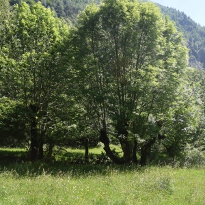 Photographie n°692645 du taxon Fraxinus excelsior L. [1753]