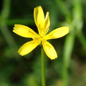 Photographie n°692656 du taxon Rhagadiolus edulis Gaertn. [1791]