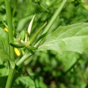 Photographie n°692660 du taxon Rhagadiolus edulis Gaertn. [1791]