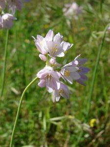 Paul Fabre, le 28 avril 2015 (Montpellier)