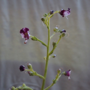 Photographie n°692808 du taxon Scrophularia canina L. [1753]