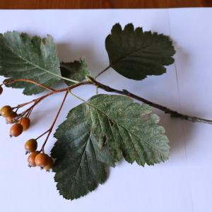 Photographie n°692818 du taxon Sorbus intermedia (Ehrh.) Pers. [1806]