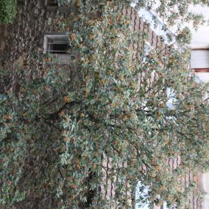 Photographie n°692820 du taxon Sorbus intermedia (Ehrh.) Pers. [1806]