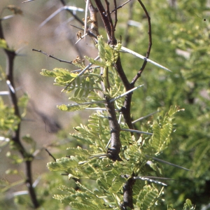 Acacia karroo Hayne (Mimosa odorant)