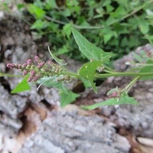 Photographie n°692841 du taxon Atriplex prostrata Boucher ex DC. [1805]