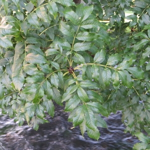 Photographie n°692862 du taxon Fraxinus excelsior L. [1753]