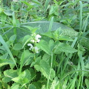 Photographie n°692869 du taxon Lamium album L. [1753]