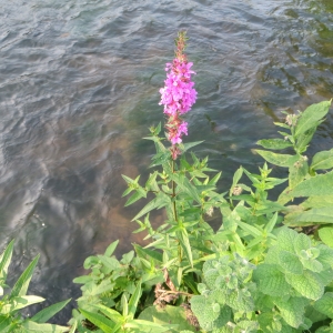 Photographie n°692870 du taxon Lythrum salicaria L. [1753]