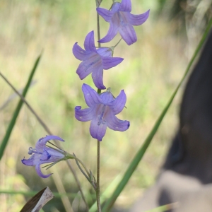 Photographie n°692875 du taxon Campanula rapunculus L.