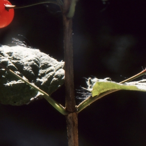 Photographie n°692883 du taxon Lonicera alpigena L. [1753]