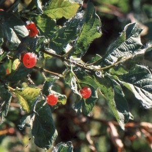 Photographie n°692884 du taxon Lonicera alpigena L. [1753]