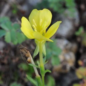 Photographie n°692926 du taxon Oenothera L. [1753]