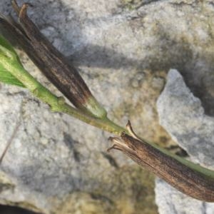 Photographie n°692928 du taxon Oenothera L. [1753]