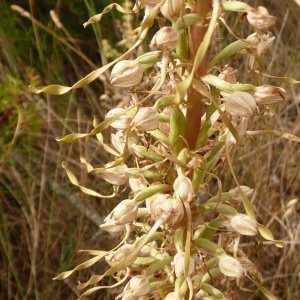 Photographie n°692951 du taxon Himantoglossum hircinum (L.) Spreng. [1826]