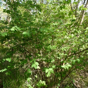 Photographie n°692952 du taxon Lonicera xylosteum L. [1753]