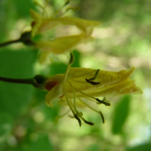 Photographie n°692953 du taxon Lonicera xylosteum L. [1753]