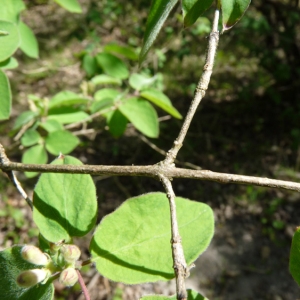 Photographie n°692955 du taxon Lonicera xylosteum L. [1753]