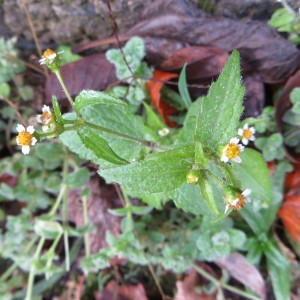 Photographie n°692984 du taxon Galinsoga quadriradiata Ruiz & Pav.