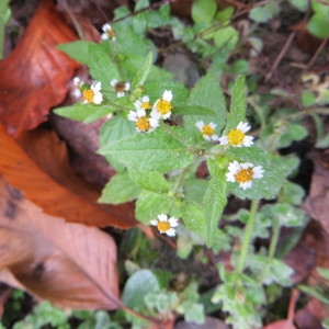 Photographie n°692985 du taxon Galinsoga quadriradiata Ruiz & Pav.