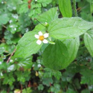 Photographie n°693017 du taxon Galinsoga quadriradiata Ruiz & Pav.