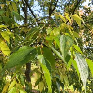 Photographie n°693036 du taxon Celtis australis L. [1753]