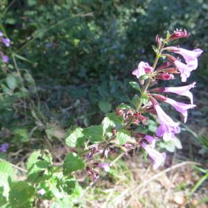 Photographie n°693044 du taxon Clinopodium nepeta subsp. sylvaticum (Bromf.) Peruzzi & F.Conti