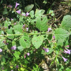 Photographie n°693046 du taxon Clinopodium nepeta subsp. sylvaticum (Bromf.) Peruzzi & F.Conti