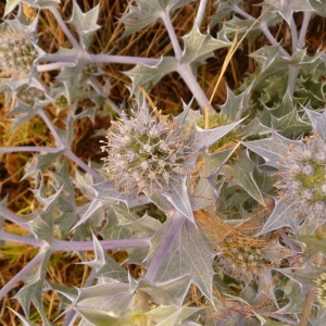 Photographie n°693049 du taxon Eryngium maritimum L. [1753]