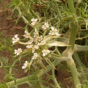 Photographie n°693051 du taxon Echinophora spinosa L. [1753]