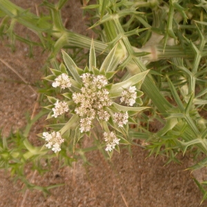 Photographie n°693052 du taxon Echinophora spinosa L. [1753]