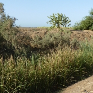 Photographie n°693142 du taxon Typha domingensis Pers.